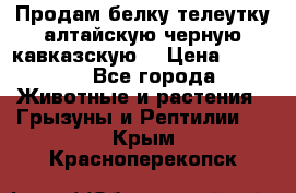 Продам белку телеутку алтайскую,черную кавказскую. › Цена ­ 5 000 - Все города Животные и растения » Грызуны и Рептилии   . Крым,Красноперекопск